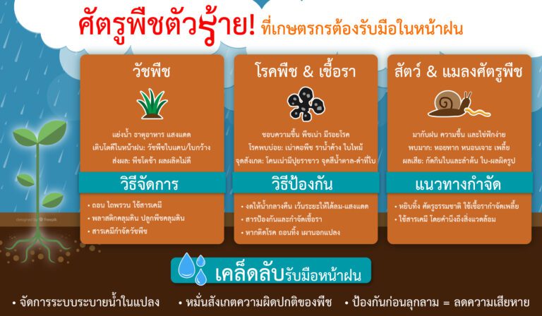 ศัตรูพืชตัวร้ายที่เกษตรต้องเตรียมรับมือในหน้าฝน-info