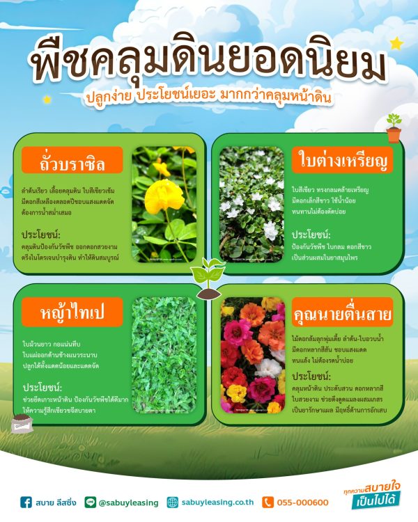 พืชคลุมดินยอดนิยม-ปลูกง่าย-ประโยชน์เยอะ-มากกว่าคลุมหน้าดิน พืชคลุมดินยอดนิยม-ปลูกง่าย-ประโยชน์เยอะ-มากกว่าคลุมหน้าดิน