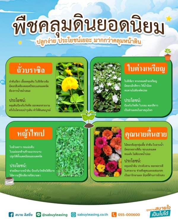 พืชคลุมดินยอดนิยม-ปลูกง่าย-ประโยชน์เยอะ-มากกว่าคลุมหน้าดิน